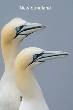 Đảo Newfoundland